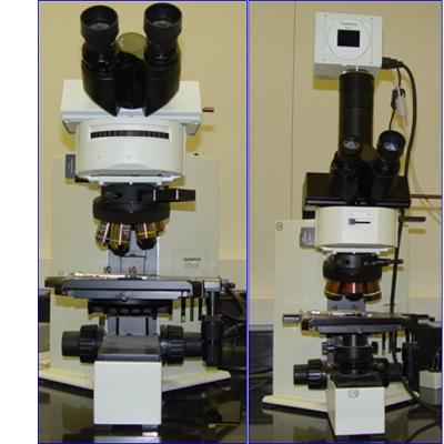 Optical Microscope Image